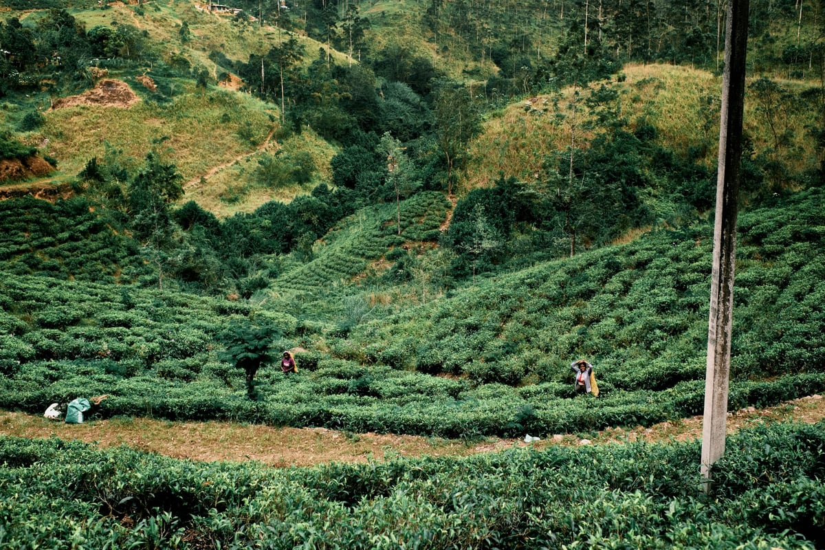 The Cost of Tea — Sri Lanka — 2